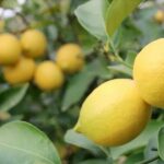 limon ihracatının durdurulması 1