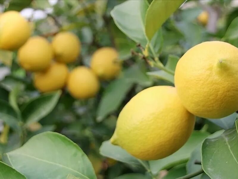 Limon İhracatının Durdurulması